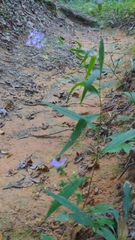 Symphyotrichum retroflexum