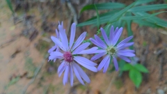 Symphyotrichum retroflexum