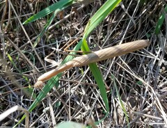 Tenodera angustipennis