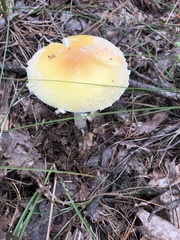 Amanita chrysoblema