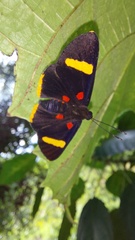 Melanis electron