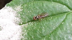 Tanypezidae