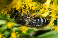 Colletes simulans armatus