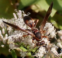 Polistes rubiginosus