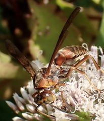 Polistes rubiginosus