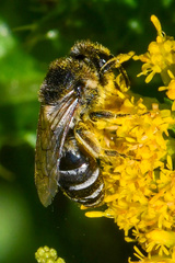 Colletes simulans armatus
