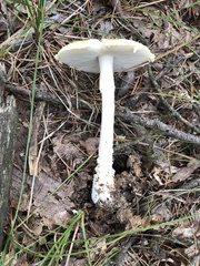 Amanita chrysoblema