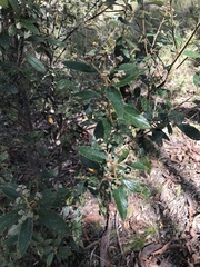 Pomaderris intermedia