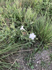 Ruellia metziae