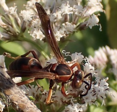 Polistes rubiginosus