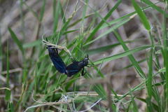 Phyllomydas phyllocerus