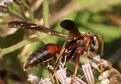Polistes rubiginosus