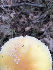 Amanita chrysoblema