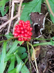 Arisaema dracontium