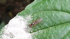 Tanypezidae