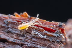 Gamostolus subantarcticus