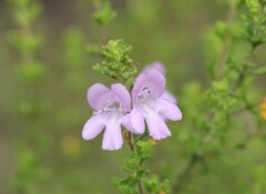 Prostanthera cryptandroides euphrasioides