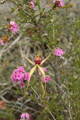 Caladenia pectinata