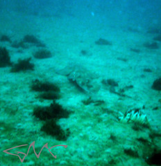 Aptychotrema rostrata