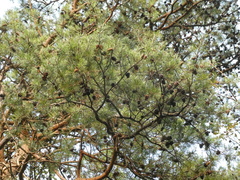 Pinus virginiana
