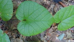 Aristolochia