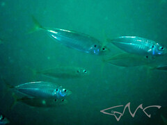 Trachurus novaezelandiae