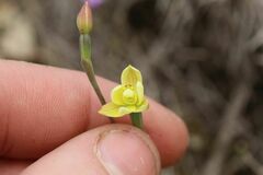 Thelymitra flexuosa