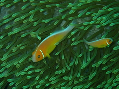 Amphiprion perideraion