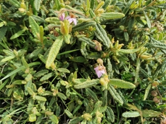 Thomasia petalocalyx