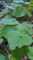 Aristolochia