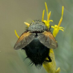 Tachininae