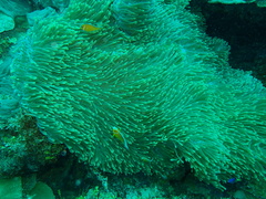 Heteractis magnifica