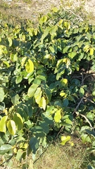 Dalbergia ecastaphyllum