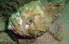 Scorpaena jacksoniensis