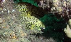 Cleidopus gloriamaris