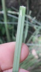 Xanthorrhoea concava