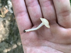 Cuphophyllus virgineus