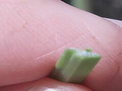 Xanthorrhoea concava