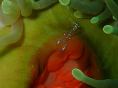 Ancylomenes sarasvati