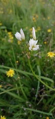Nothoscordum gracile