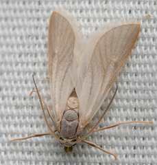 Acentria ephemerella