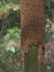 Xanthorrhoea concava