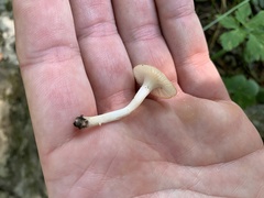 Cuphophyllus virgineus