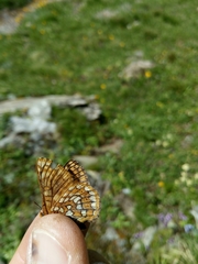 Euphydryas cynthia