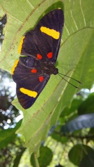 Melanis electron