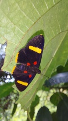 Melanis electron