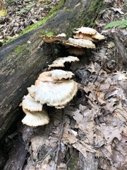 Laetiporus sulphureus