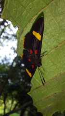 Melanis electron