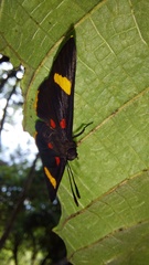 Melanis electron