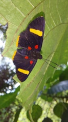 Melanis electron